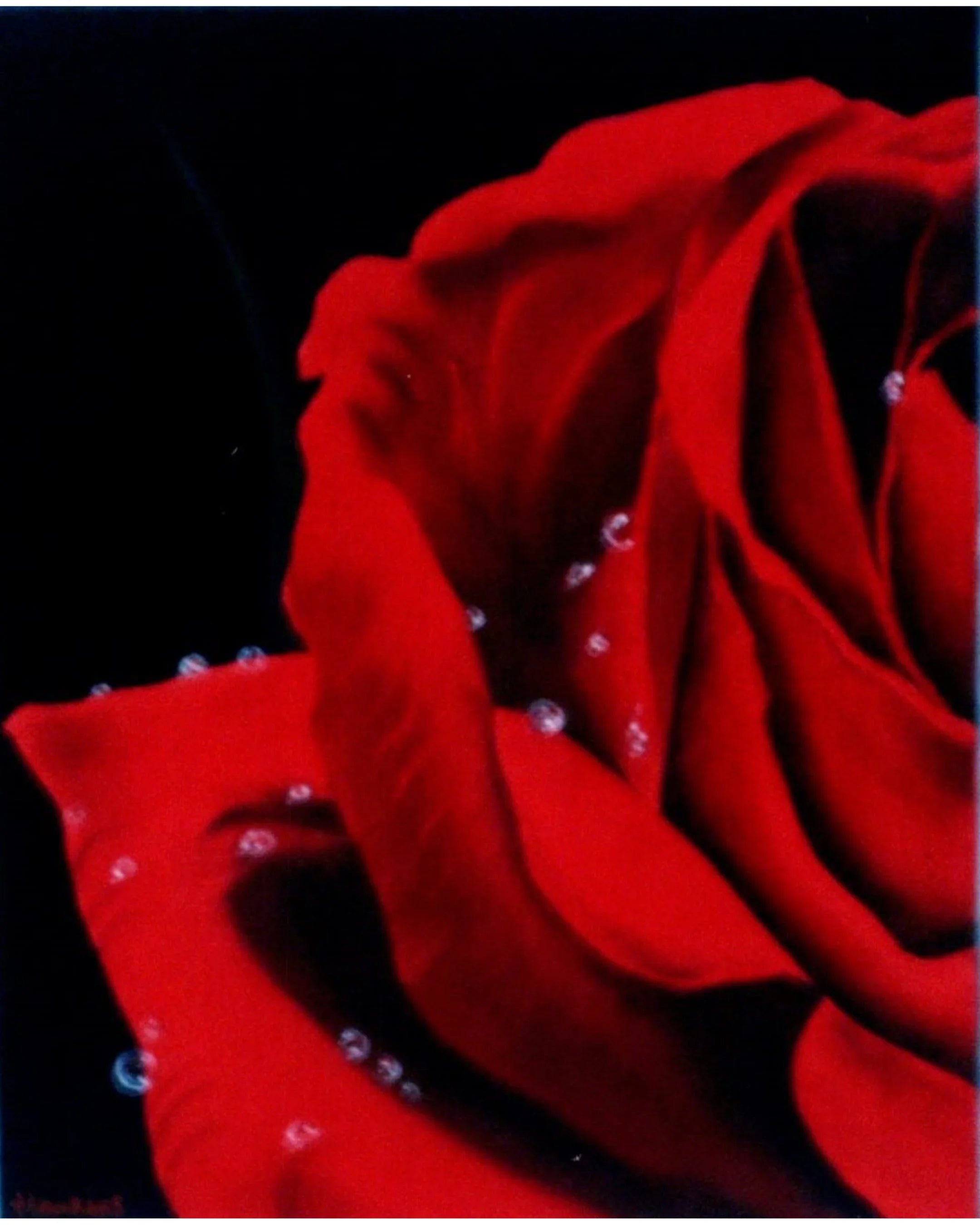 Morning_Rose - Shawn Hawkin's Art